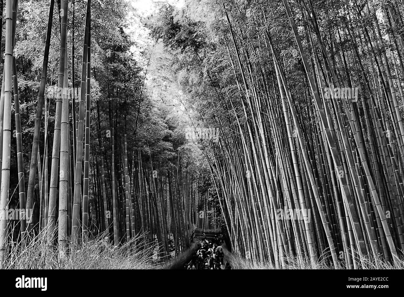 Fitta foresta di bambù sempreverde scuro nel parco della città di Kyoto Arashiyama con un sacco di turisti a piedi. Foto Stock