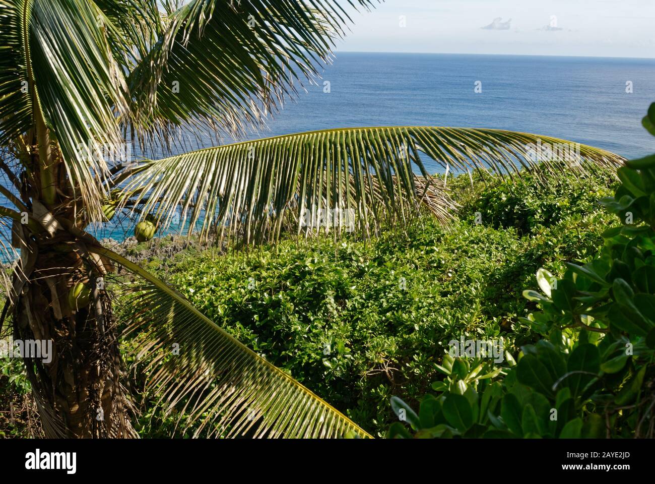 Fronde di cocco di fronte al mare a Niue Foto Stock