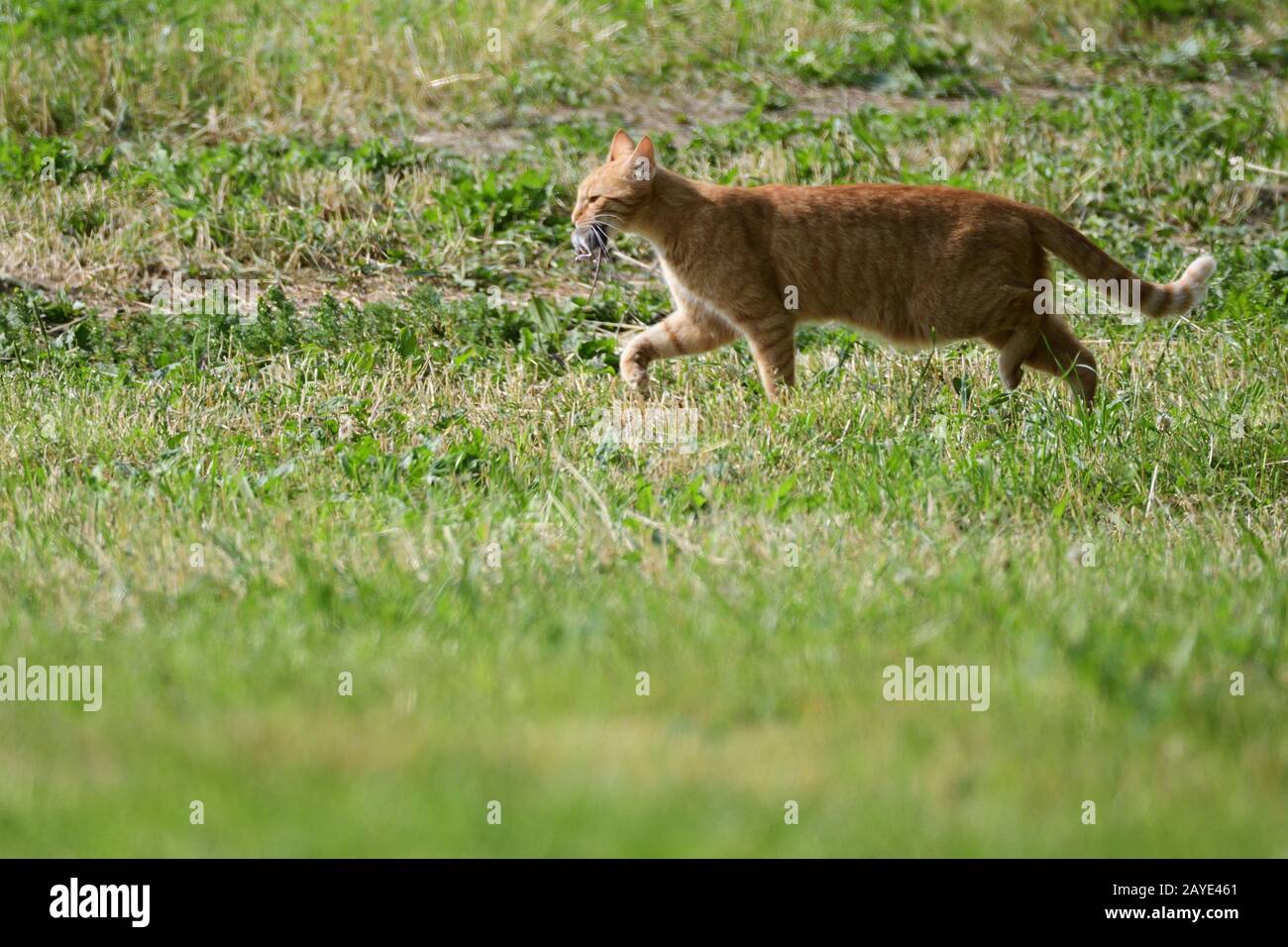 Gatto con mouse catturato Foto Stock