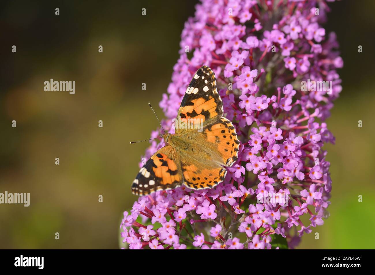 Farfalla Vanessa cardui Foto Stock