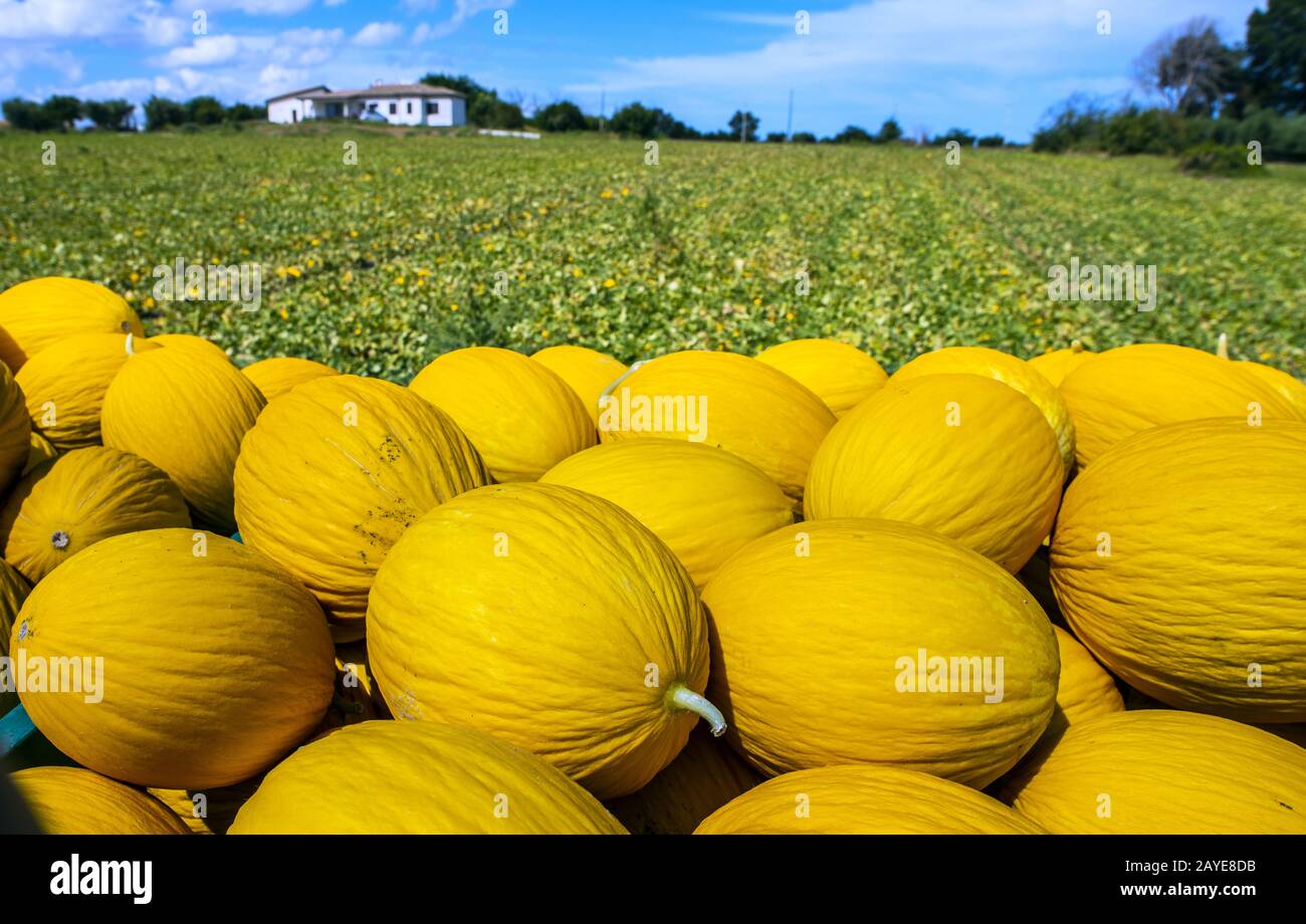 Meloni giallo canarino dalla fattoria. Foto Stock