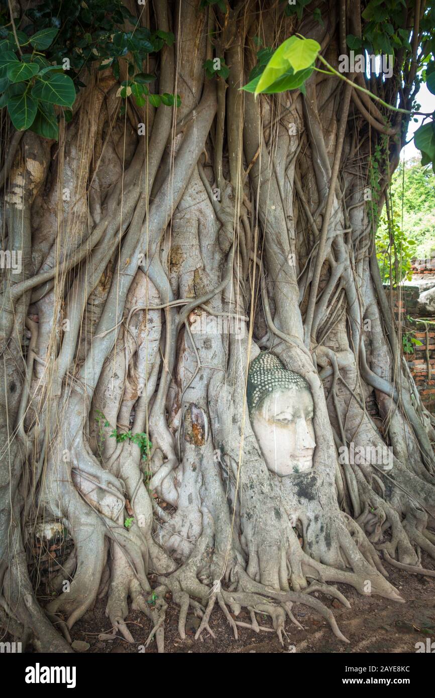 Testa di Buddha in radici di albero, Wat Mahathat, Ayutthaya, Thailandia Foto Stock