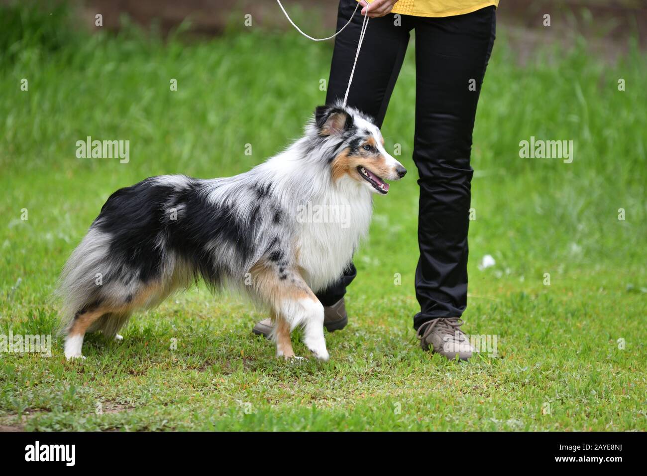 Razze di cani di rifugi su una passeggiata in estate Foto Stock