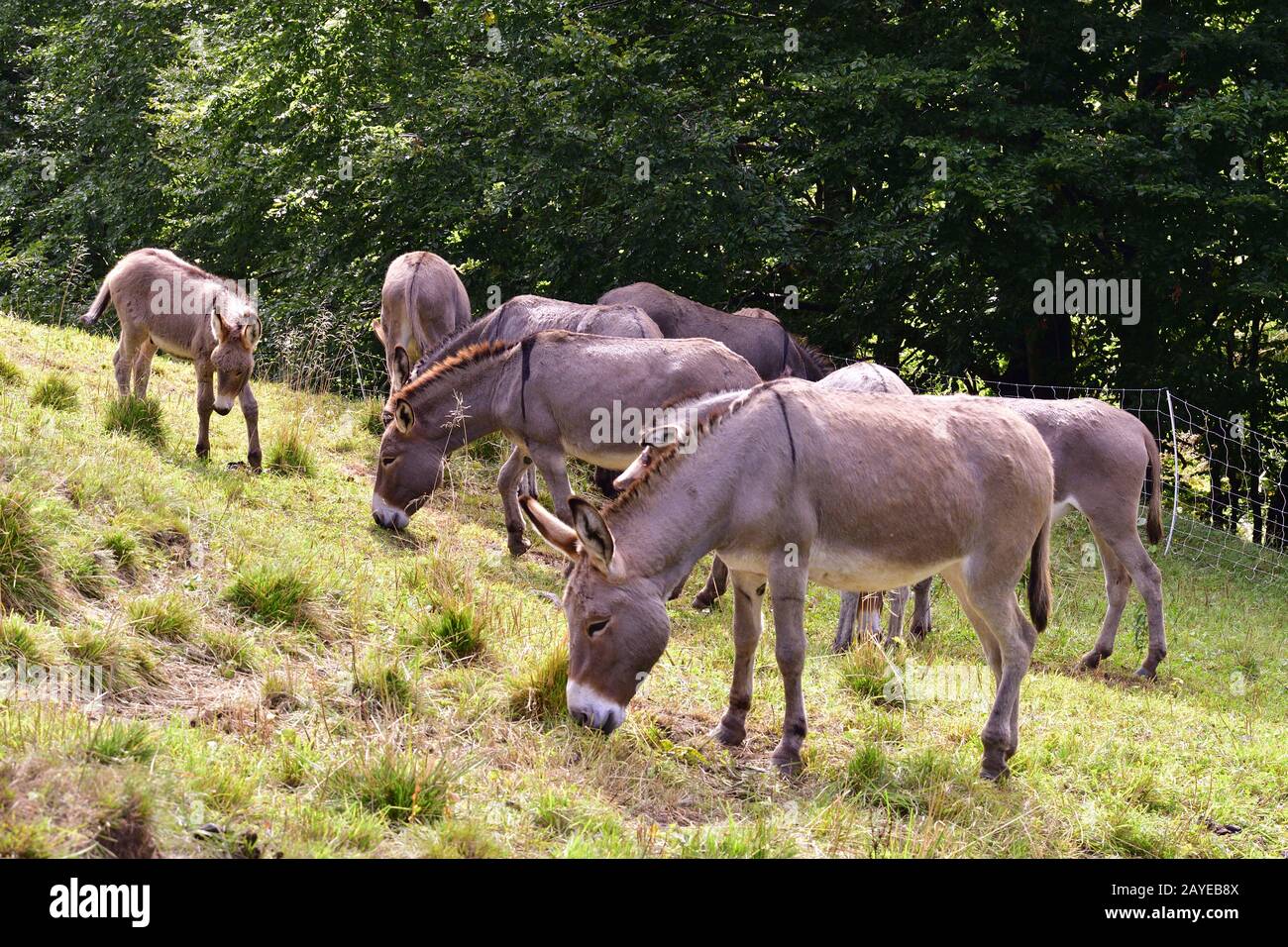 Mandria di asino Foto Stock