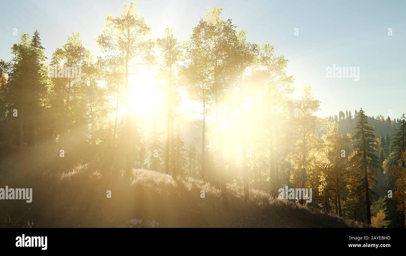 Sole che splende attraverso gli alberi di pino in foreste di montagna Foto Stock