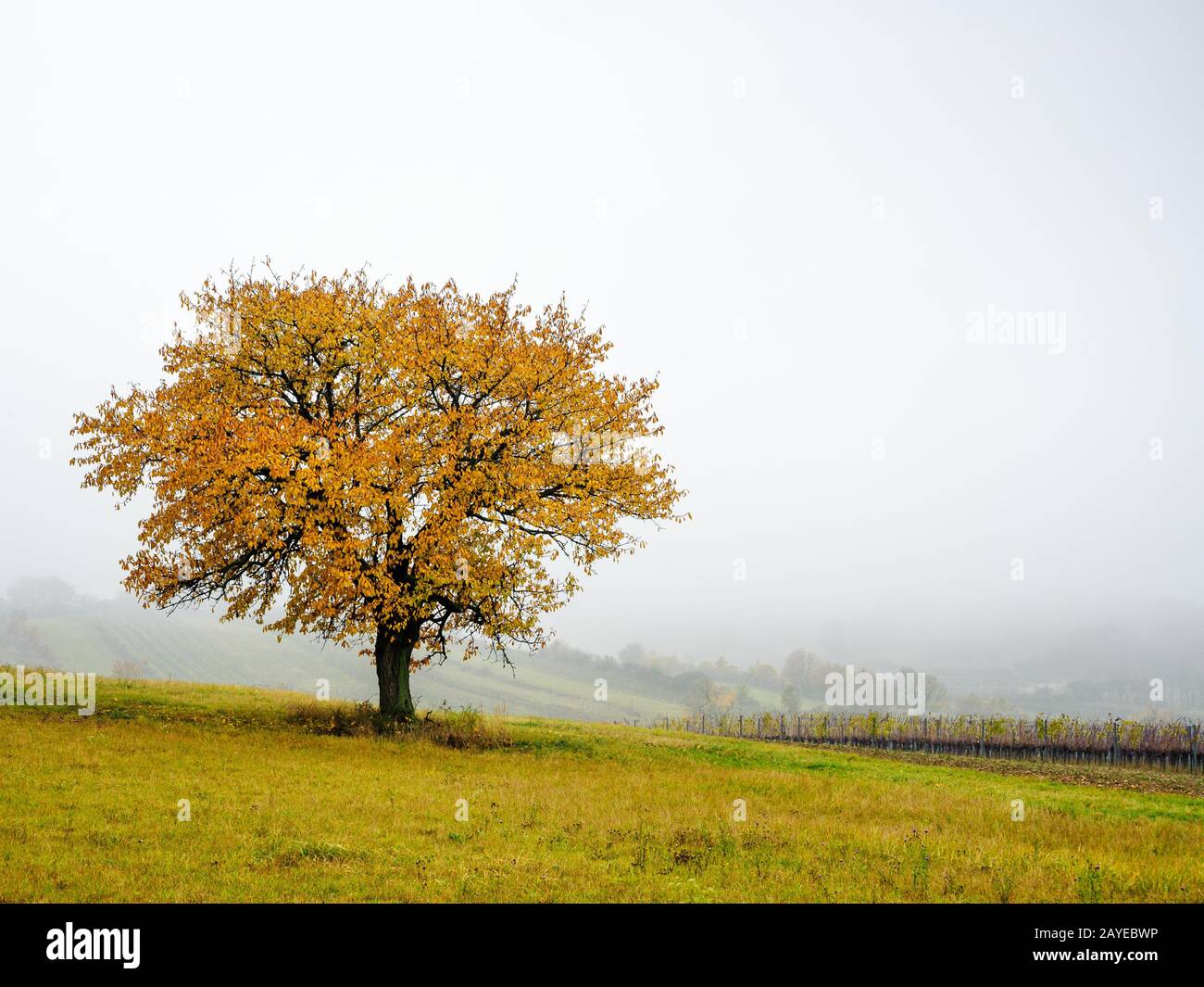 Albero nei colori dell'autunno nel Burgenland Foto Stock