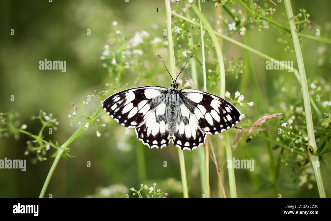 una farfalla scacchiera su un fiore, pianta Foto Stock
