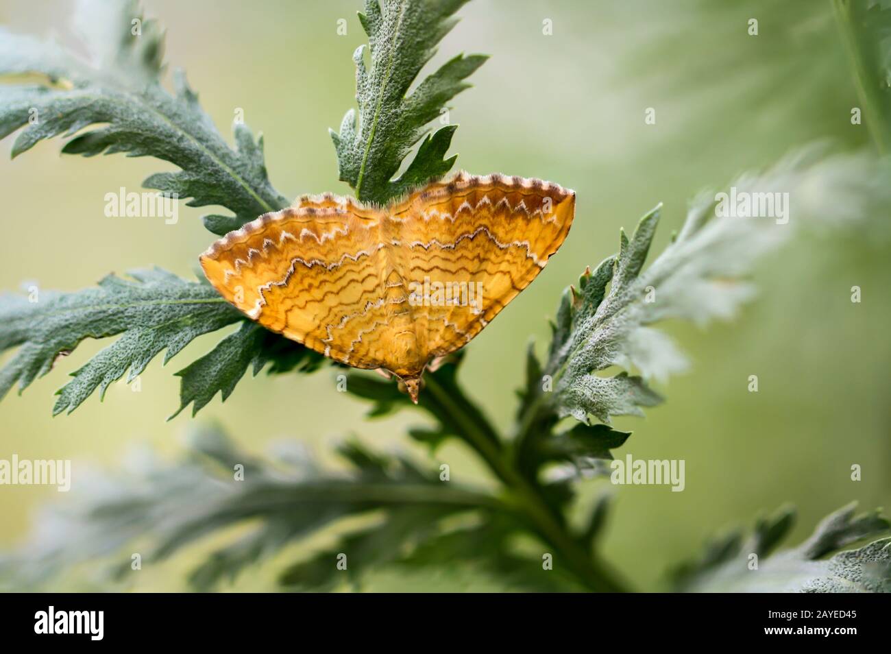 una farfalla siede su una pianta in estate Foto Stock