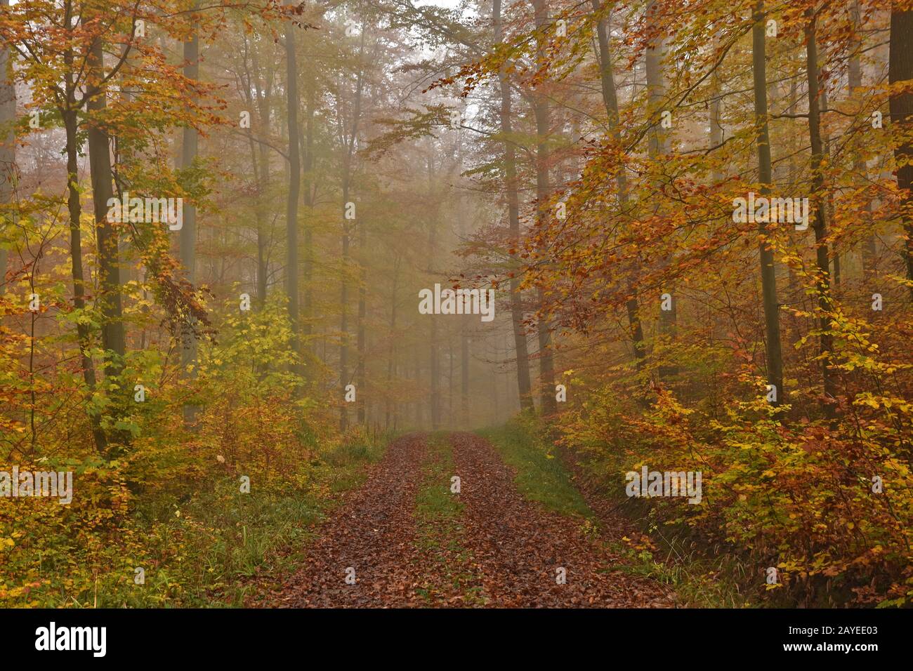 Autunno foresta con nebbia novembre Foto Stock
