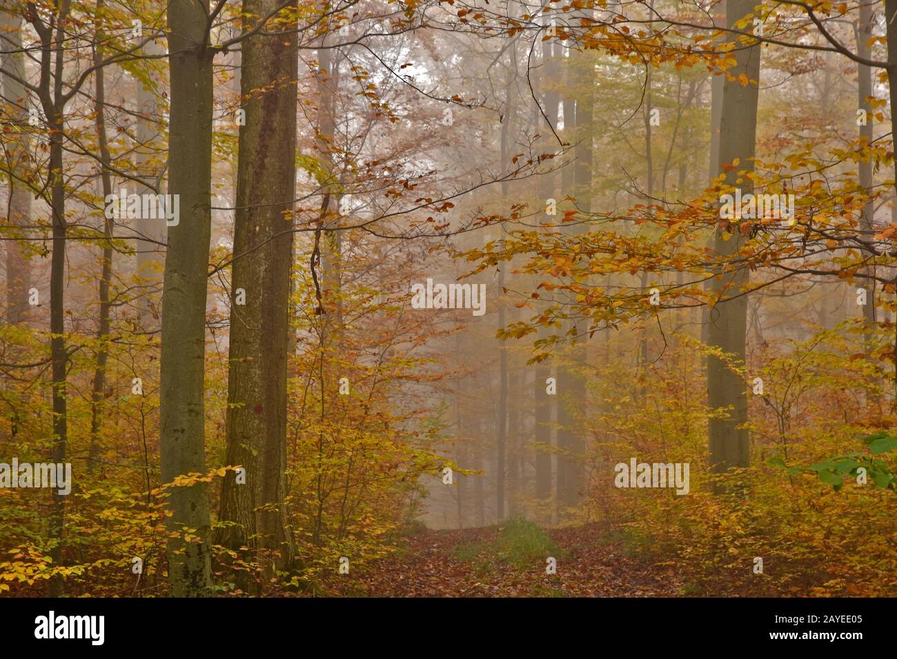 Autunno foresta con nebbia novembre Foto Stock