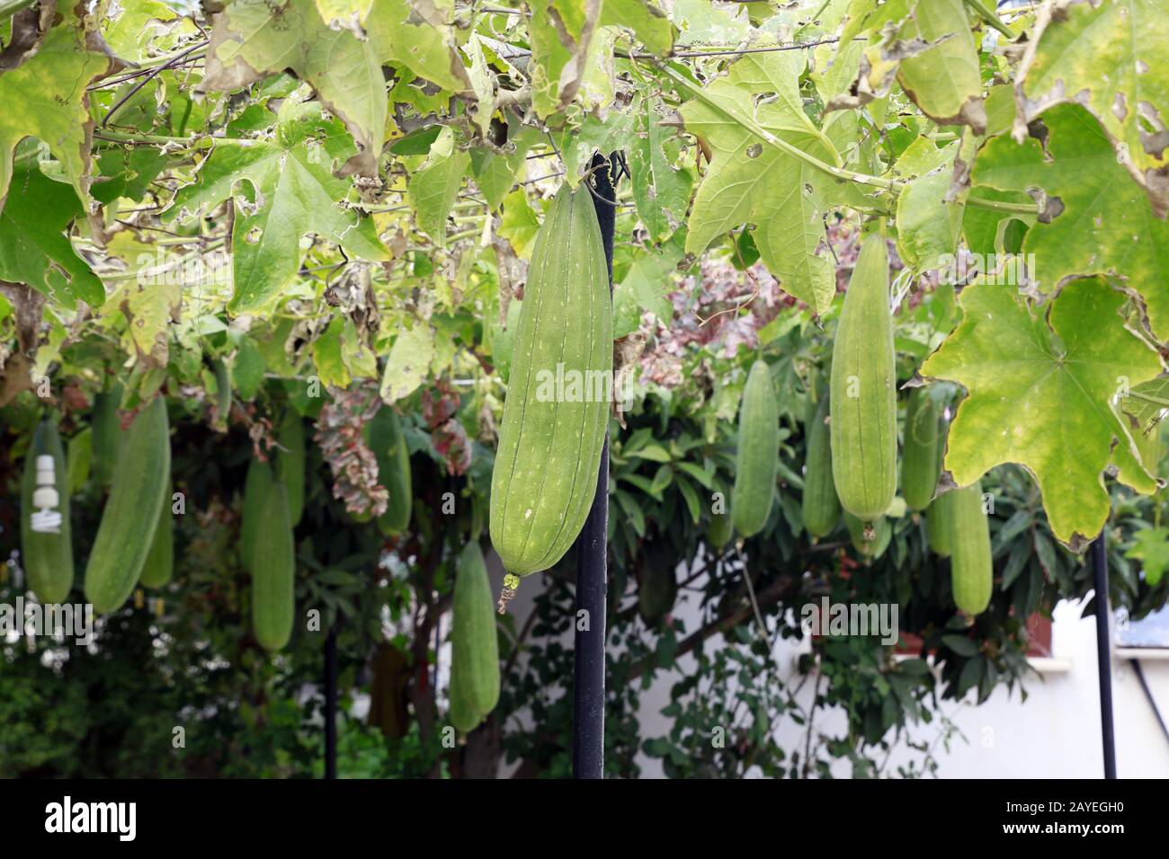 Zucca di spugna, cetriolo egiziano o luffa vietnamita (Luffa aegyptiaca, SYN. Luffa cylindrica) Foto Stock