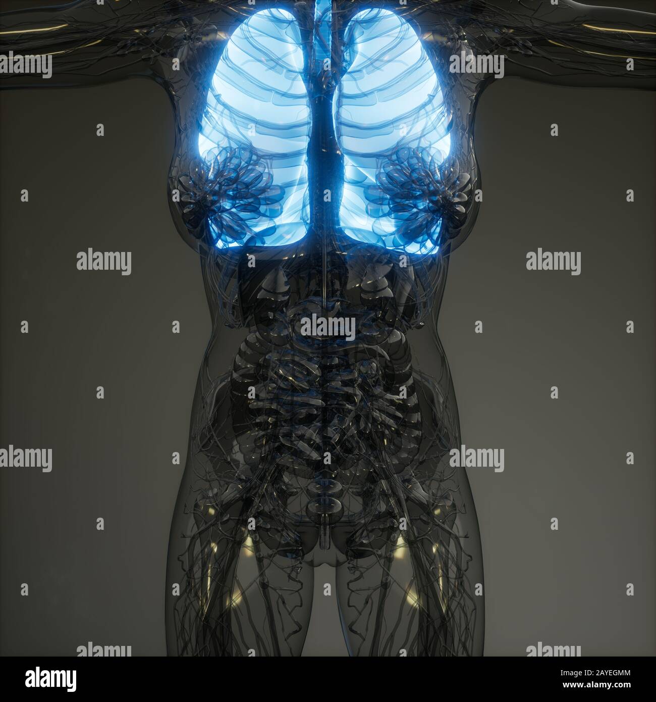 Polmoni umani esame radiologico Foto Stock