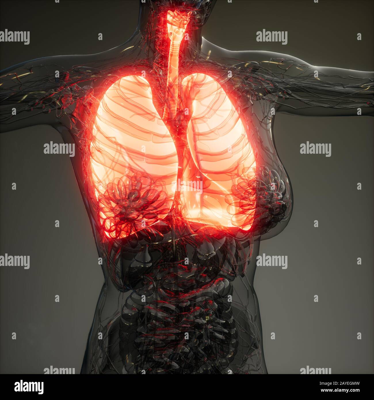 Polmoni umani esame radiologico Foto Stock