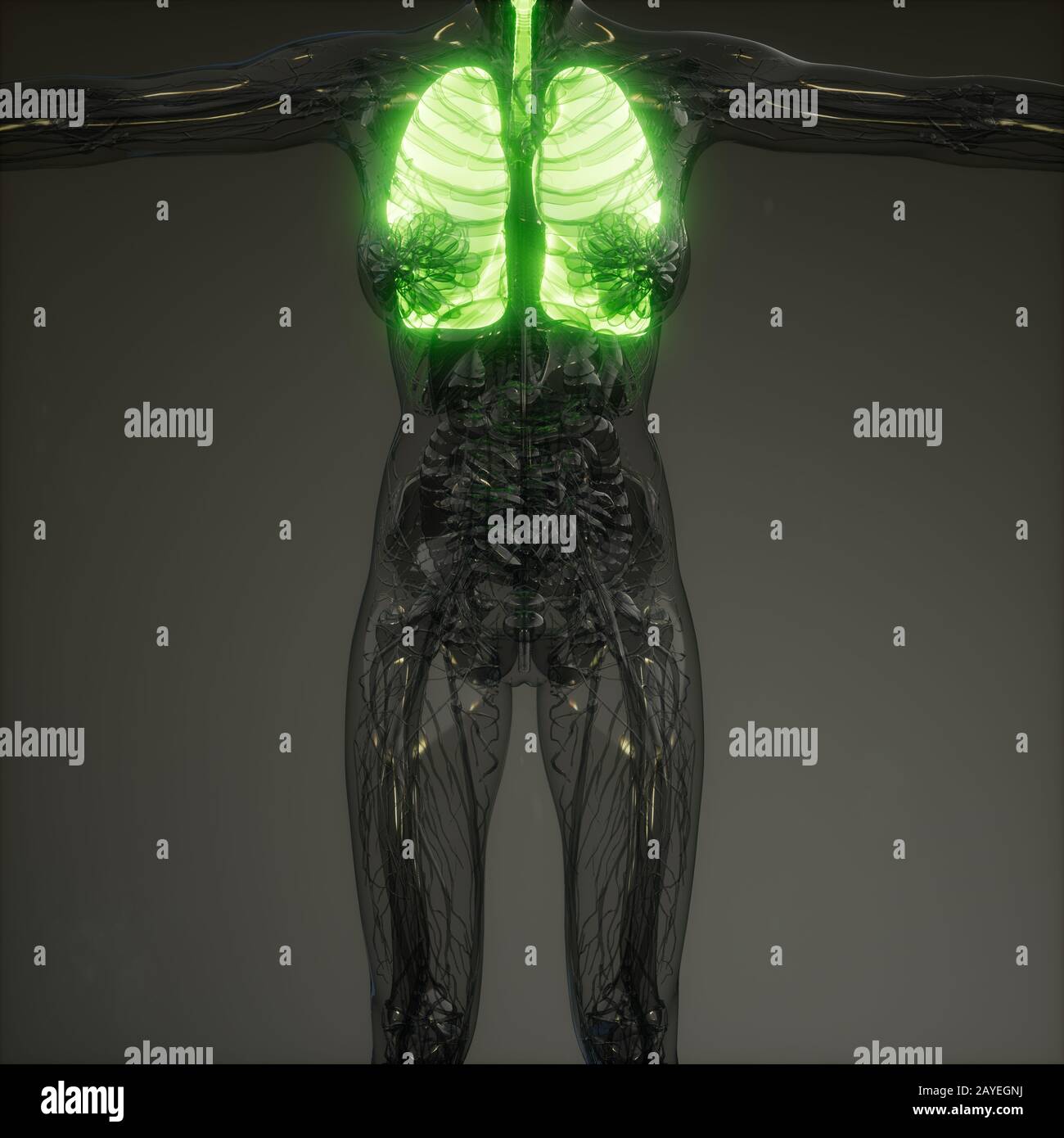 Polmoni umani esame radiologico Foto Stock