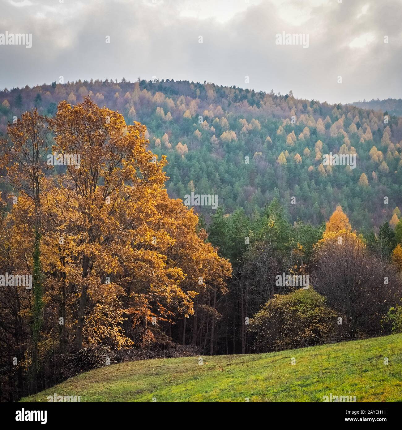 Paesaggio autunnale con foreste e alberi nel burgenland Foto Stock