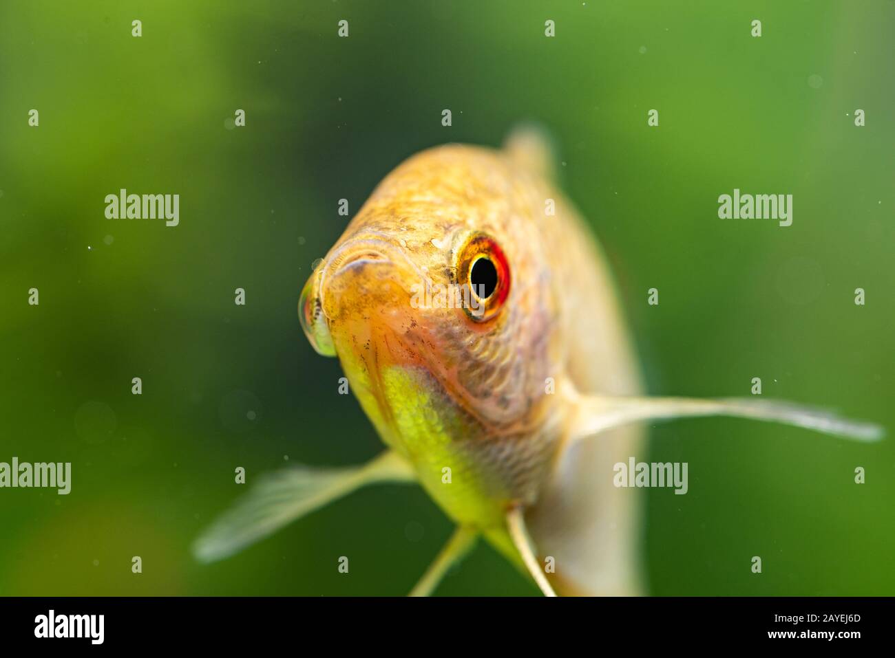 Pesci di acquario Golden gourami Trichogaster trichopterus Gold Foto Stock