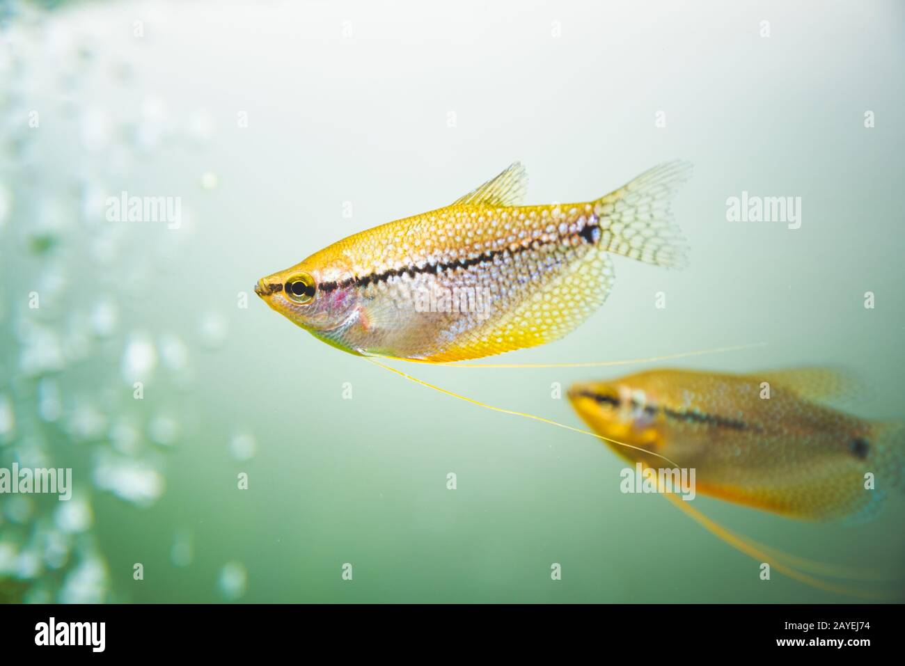 Pearl gourami Trichopodus leerii acquario d acqua dolce pesci nel serbatoio di pesce Foto Stock