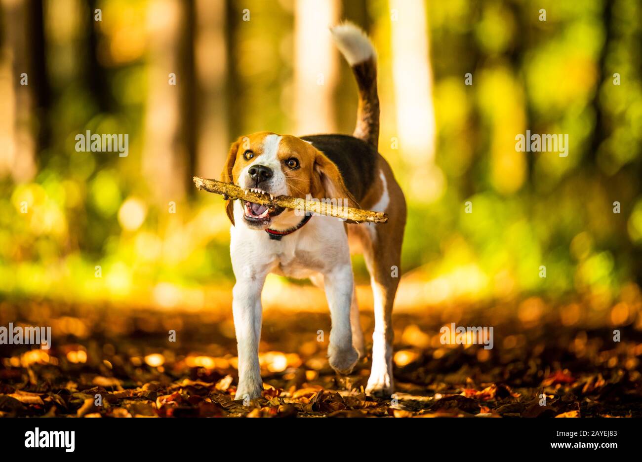 Il cane beagle nel soleggiato autunno foresta. Hound con un bastoncino in legno Foto Stock