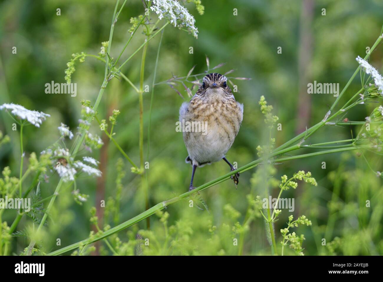 Giovane Whinchat Foto Stock