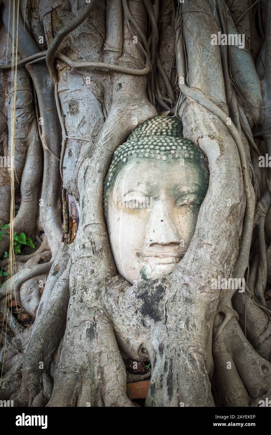 Testa di Buddha in radici di albero, Wat Mahathat, Ayutthaya, Thailandia Foto Stock