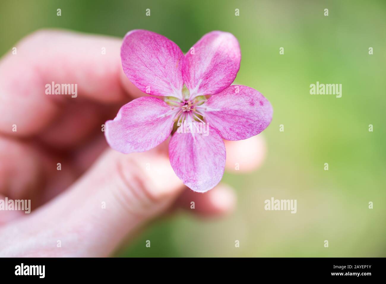 Fiore di fiori sakura rosa in una mano Foto Stock