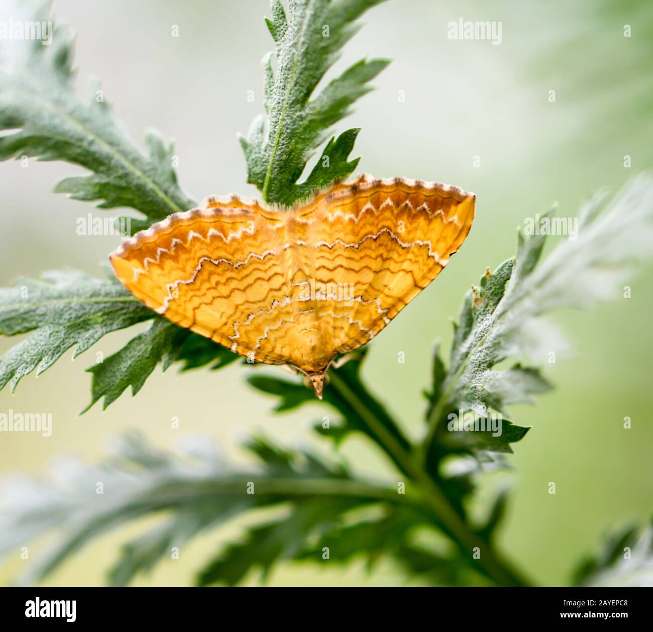 una farfalla siede su una pianta in estate Foto Stock