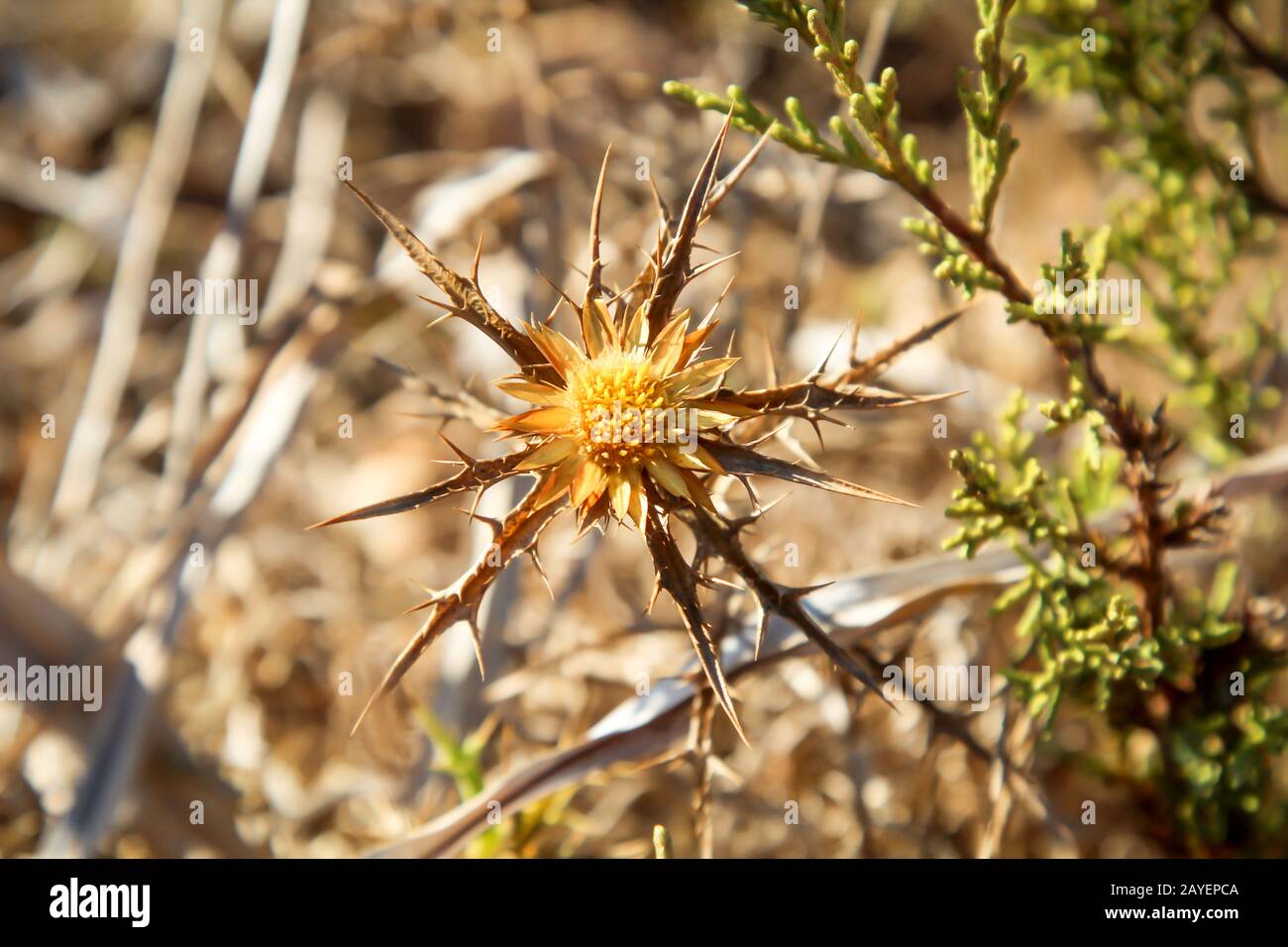 Vista, un primo piano di un fiore secco del thistle Foto Stock
