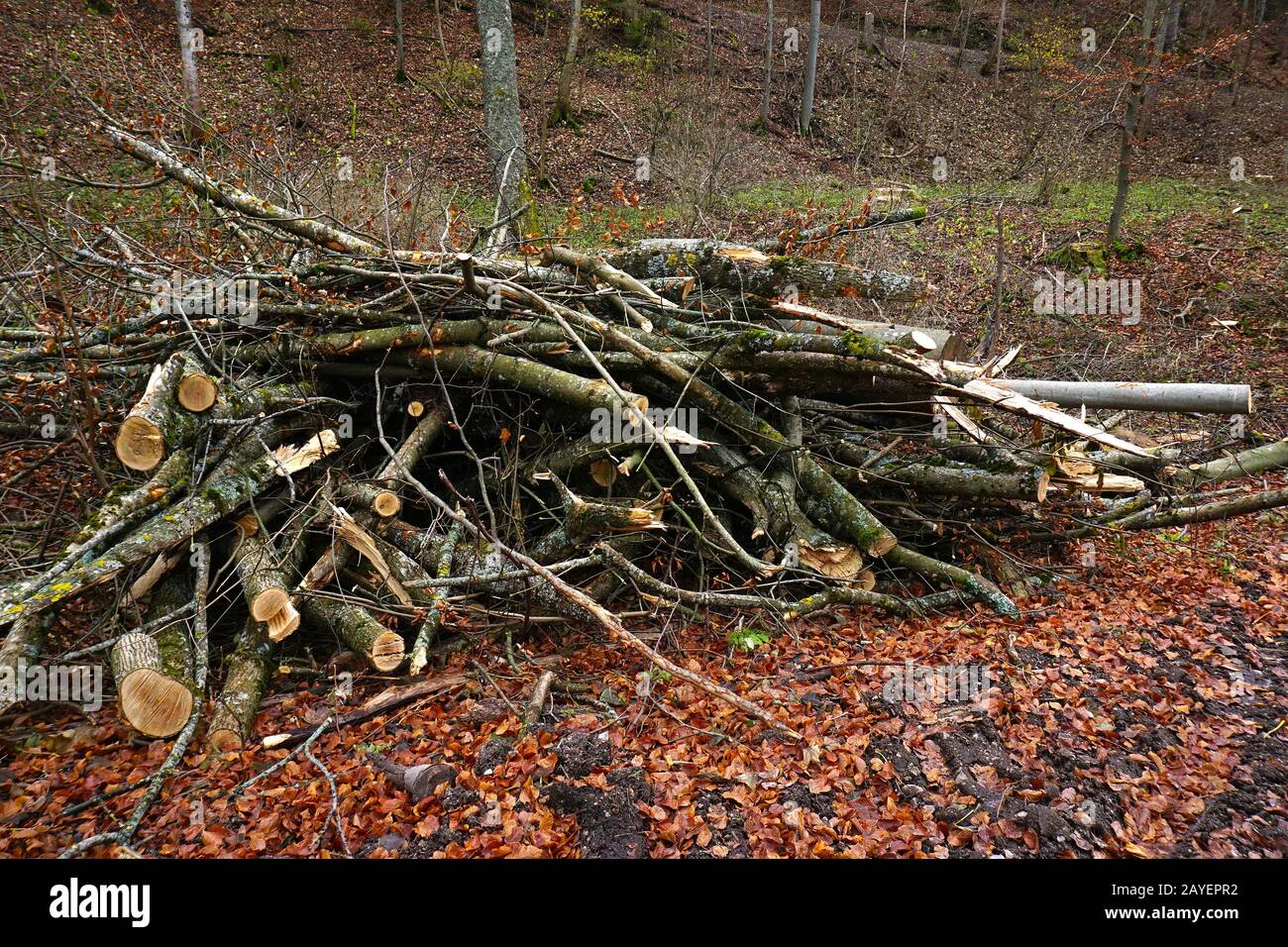 Pali di legno nella foresta per scalpellare in trucioli di legno Foto Stock