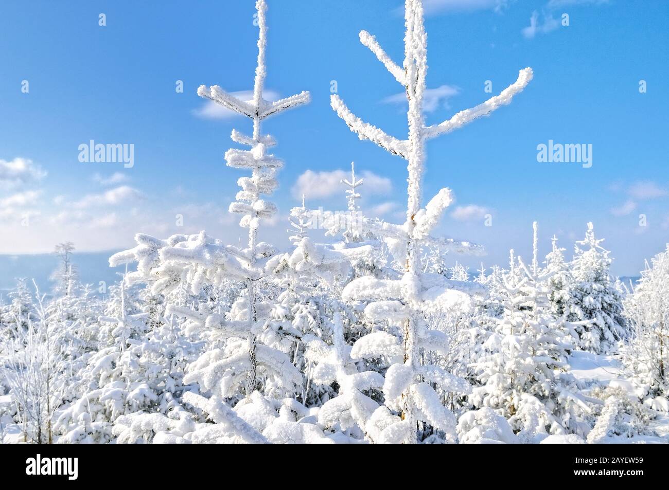 splendore bianco nella foresta d'inverno Foto Stock