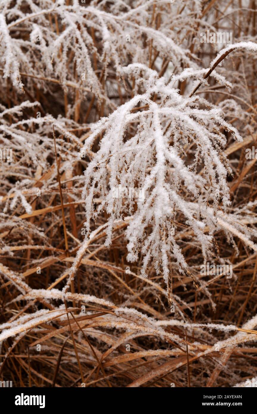 erba argentato giapponese, miscantus sinensis, in giardino d'inverno, coperta di neve Foto Stock