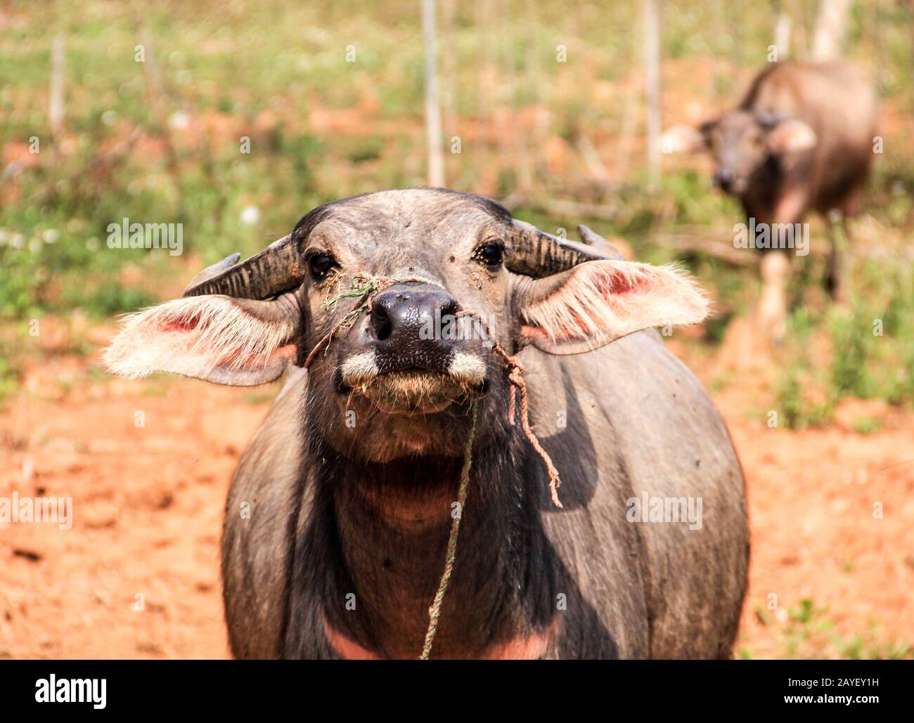 bufalo d'acqua su un campo contadino in vietnam Foto Stock