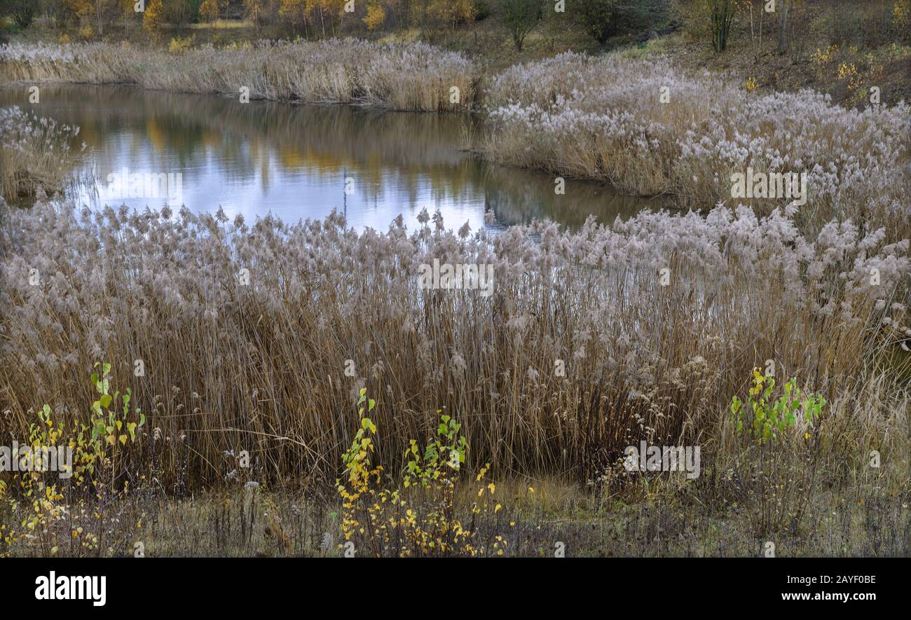 Nastro Reed in autunno Foto Stock