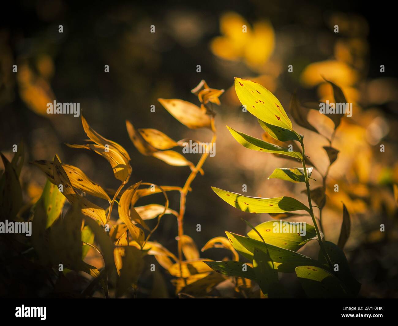 Autunno foglie con retroilluminazione Foto Stock