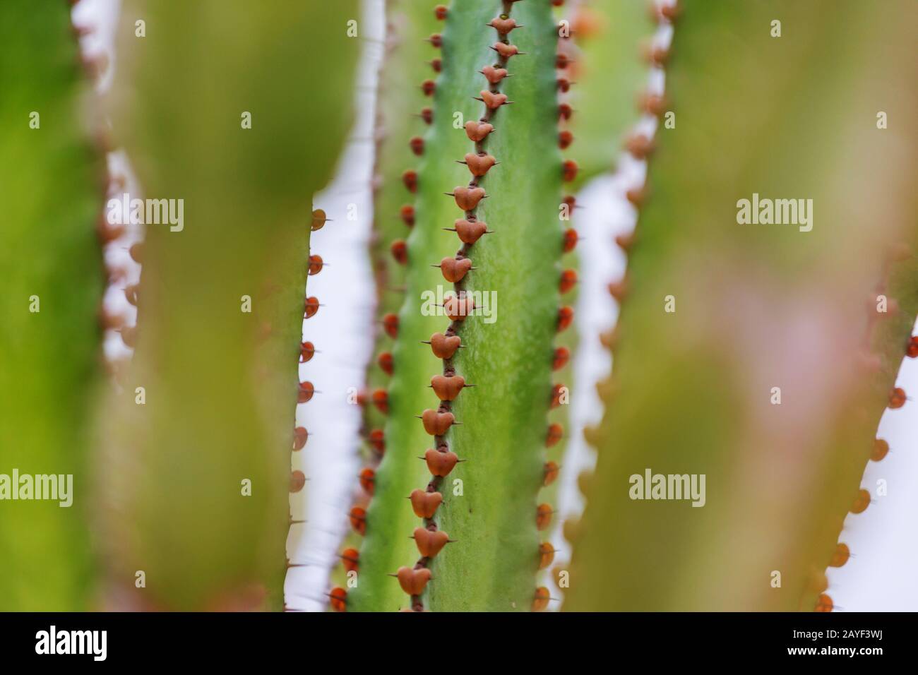 Cactus vicino fino Foto Stock