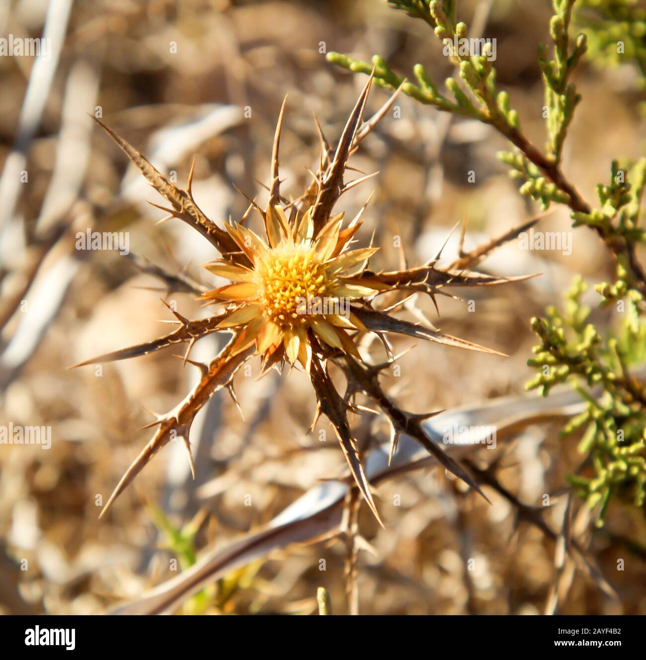 Vista, un primo piano di un fiore secco del thistle Foto Stock