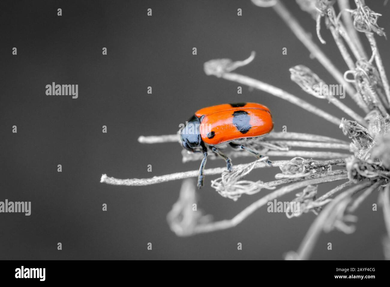 un coleottero allungato con fodere rosse e macchie nere Foto Stock