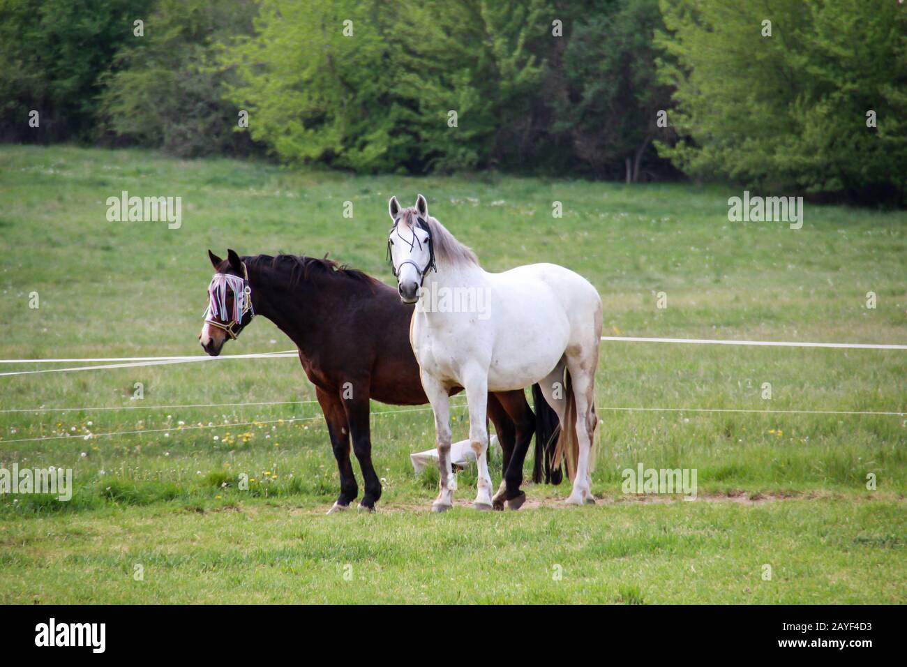 Cavalli, stallone, mare in una fattoria, paddock durante il pascolo Foto Stock