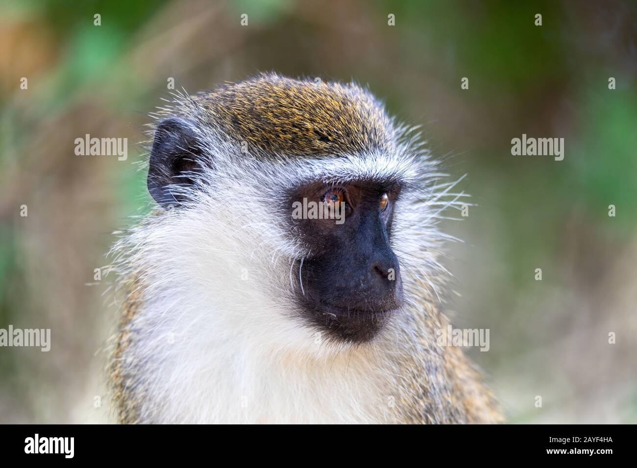 Vervet monkey nel lago Chamo, Etiopia Foto Stock