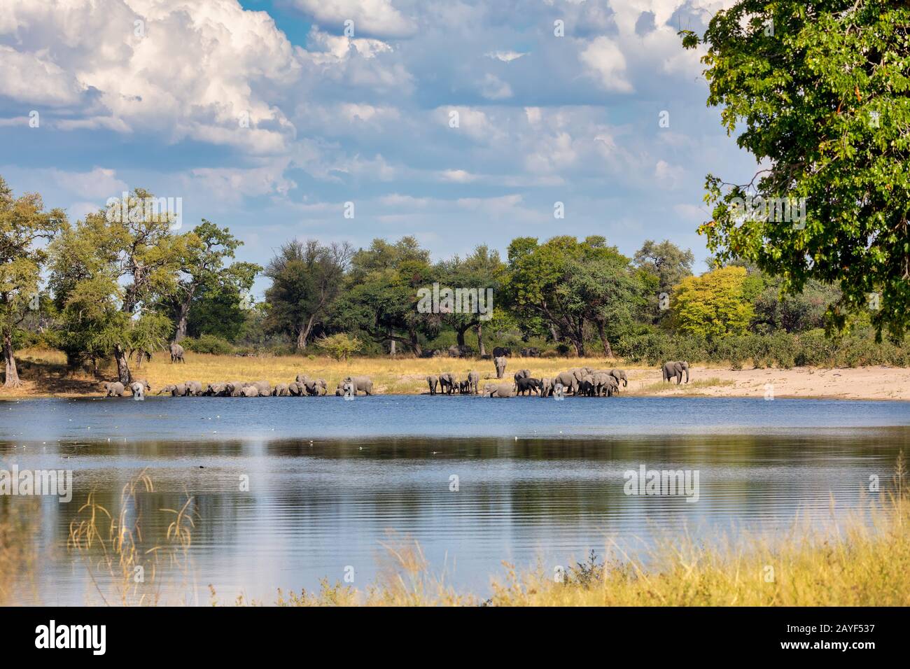 Elefante africano, Namibia, Africa safari wildlife Foto Stock