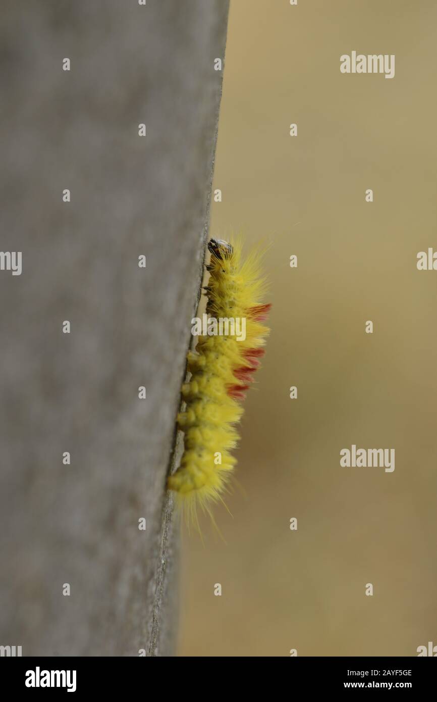 Caterpillar di Acronicta aceris Foto Stock