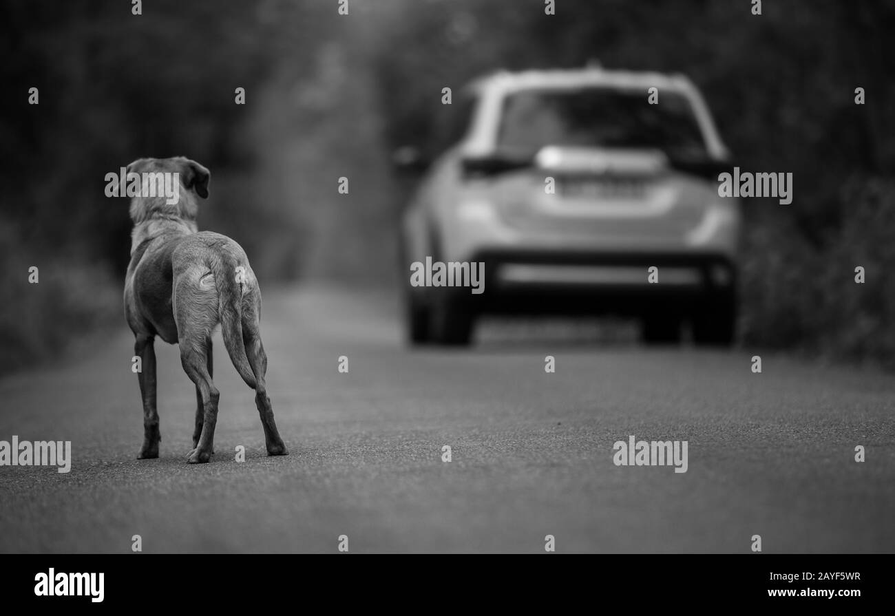 Cane abbandonato razza Labrador Retriever sulla strada Foto Stock