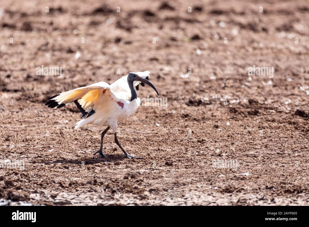 Bird African Sacred Ibis, Etiopia safari fauna selvatica Foto Stock