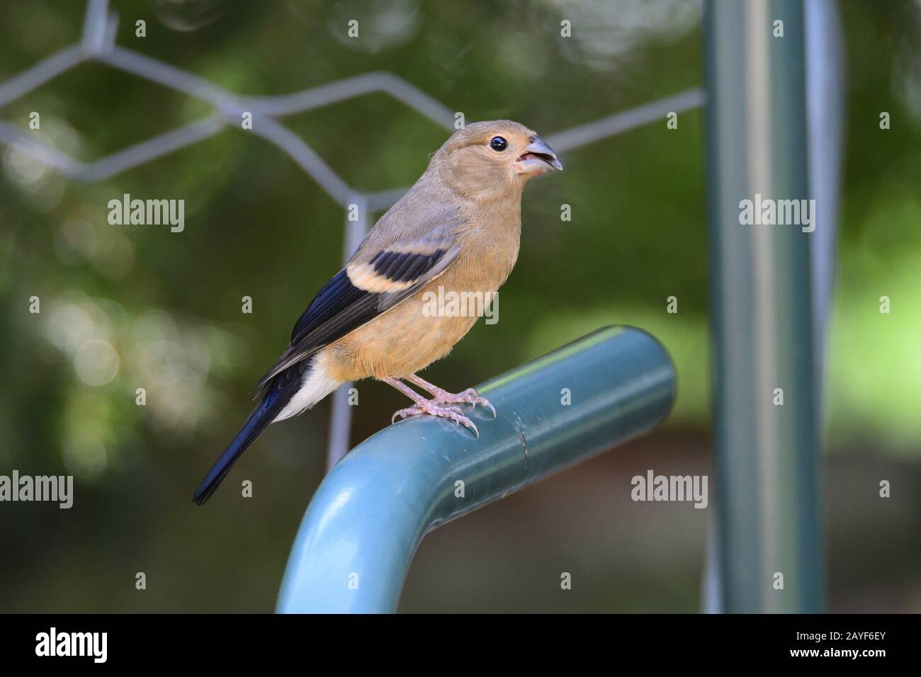Giovane bullfinch eurasiatico Foto Stock