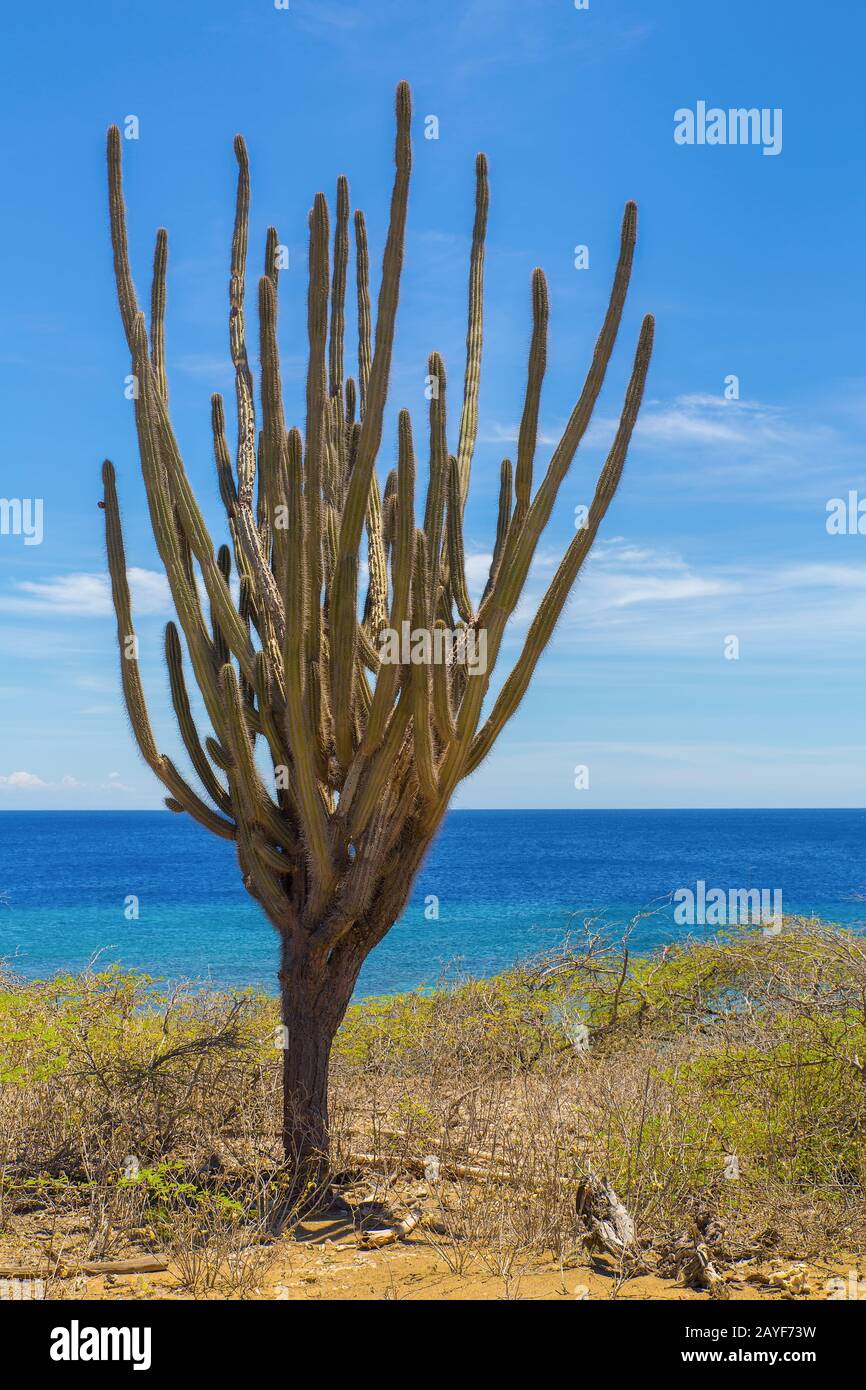 Cactus albero cresce sulla costa al mare blu Foto Stock