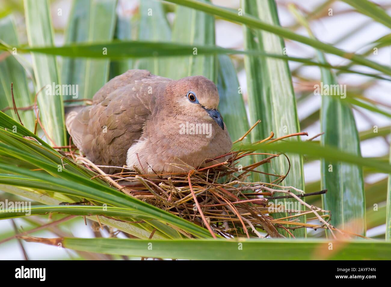 Il piccione alleva sul nido tra le foglie di palma Foto Stock