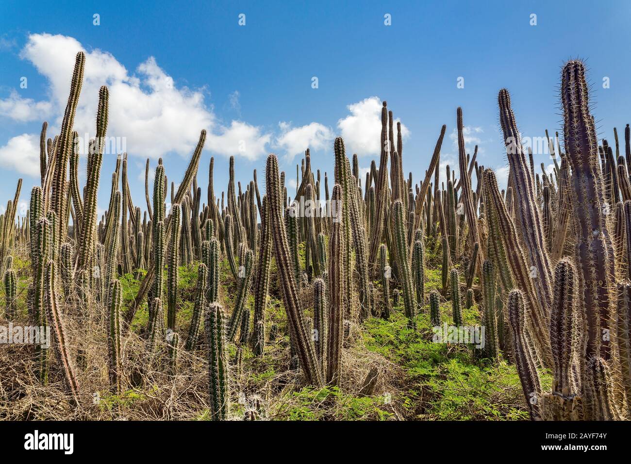 Campo di Cactus con molti cactus e cielo Foto Stock