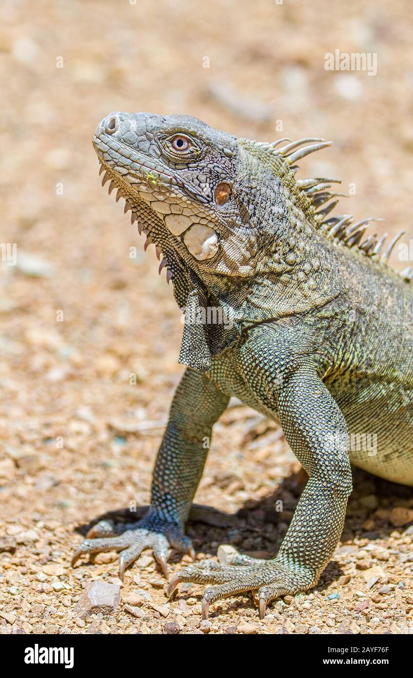 Chiudi la testa e le gambe anteriori dell'iguana verde Foto Stock