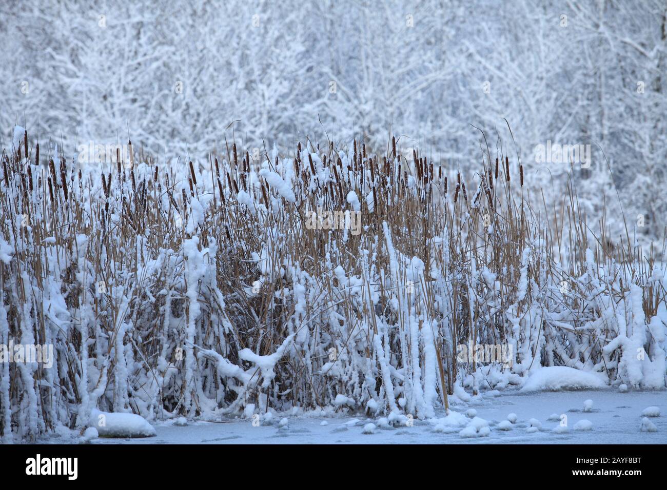 inverno, lago innevato Foto Stock