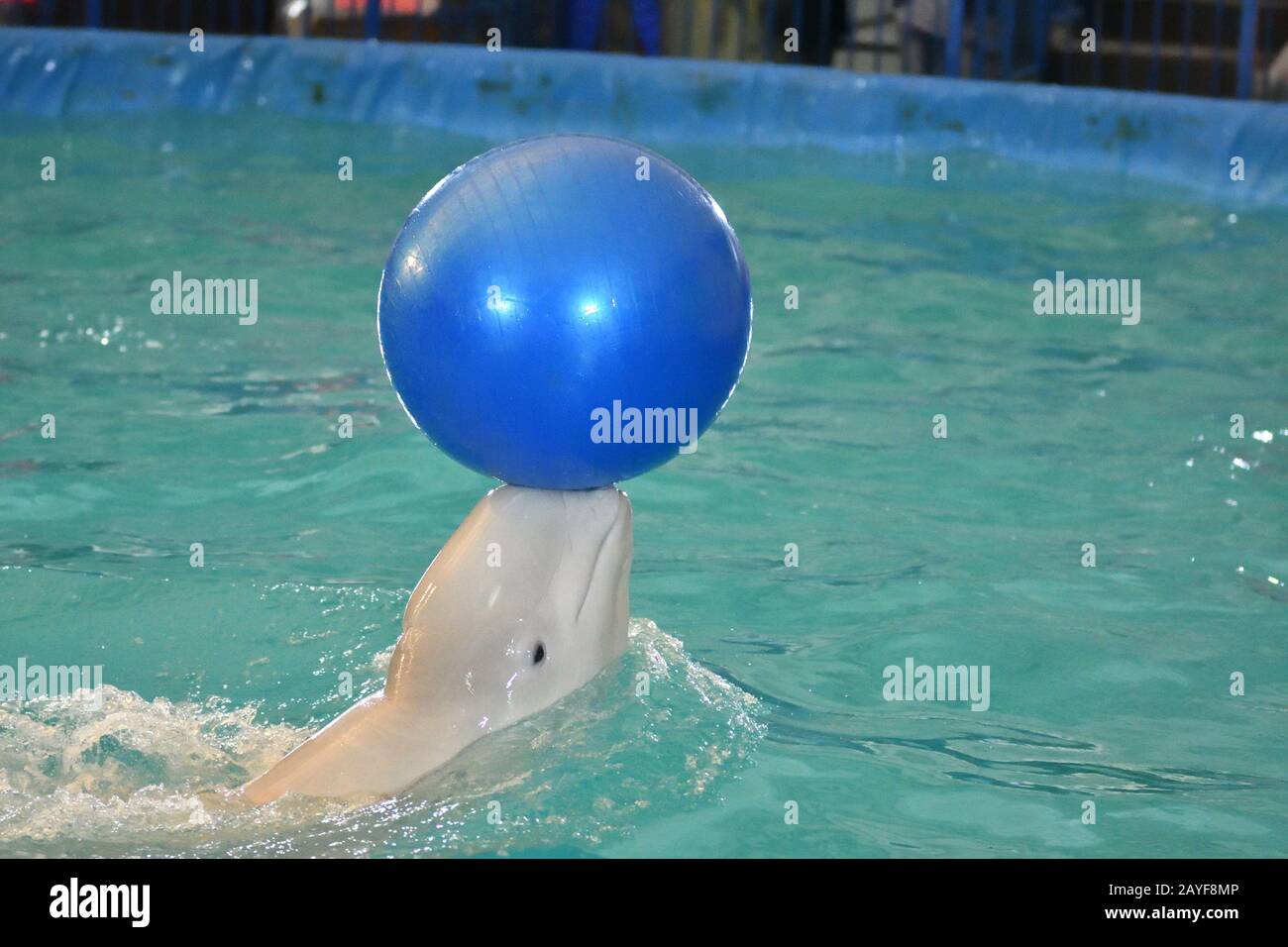 Belukha (LAT. Delphinapterus leucas) tipo di balene dentate esegue un esercizio con una sfera Foto Stock