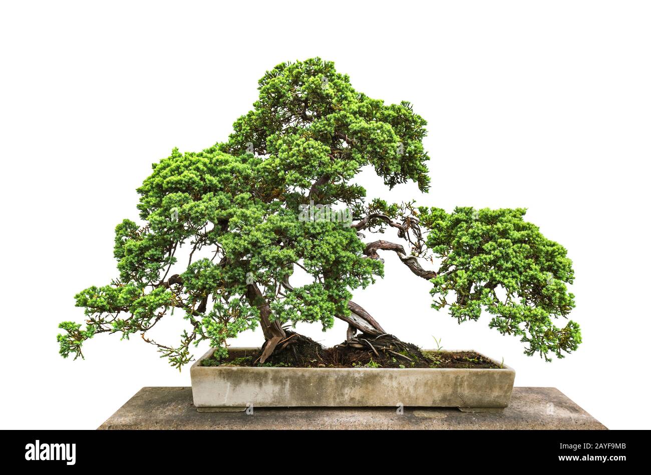 Albero di Bonsai su sfondo bianco Foto Stock